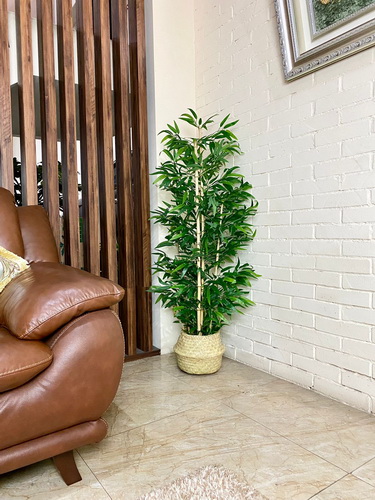Pohon Monstera (10)_res