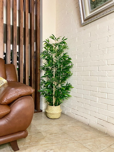 Pohon Monstera (9)_res